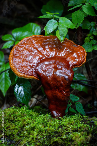 beneficial Hemlock varnish shelf Ganoderma tsugae reishi flat polypore mushroom in the woods close-up