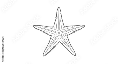starfish illustration, sea star drawing