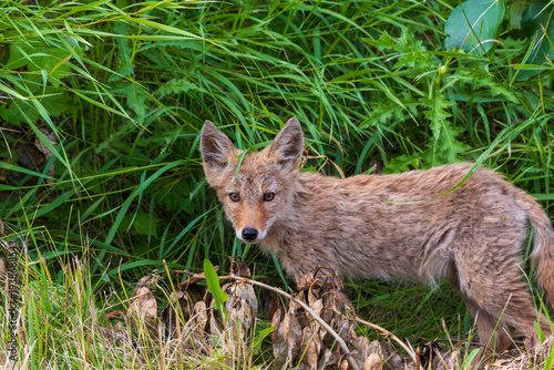 Young Coyote in Natural Setting