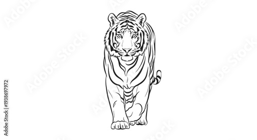 tiger walking forward