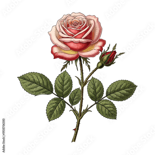 Beautiful Pink Rose with Fresh Green Leaves for Floral Design and Garden Decor