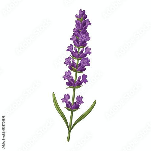 Beautiful Lavender Flower Stem for Nature and Garden Themes