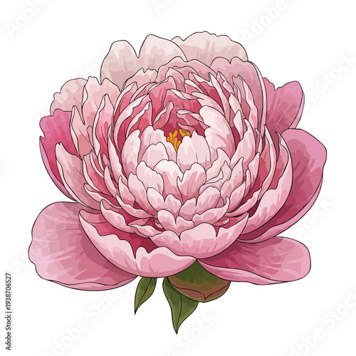 Beautiful Pink Peony Flower for Floral Design and Floral Arrangements