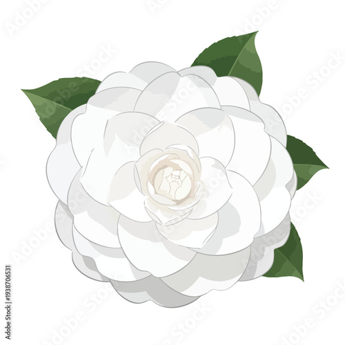 Elegant White Camellia Flower with Green Leaves for Floral Design and Botanical Art