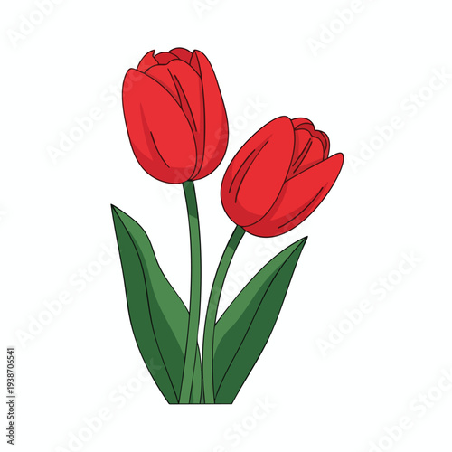 Beautiful Red Tulips Blooming with Green Foliage