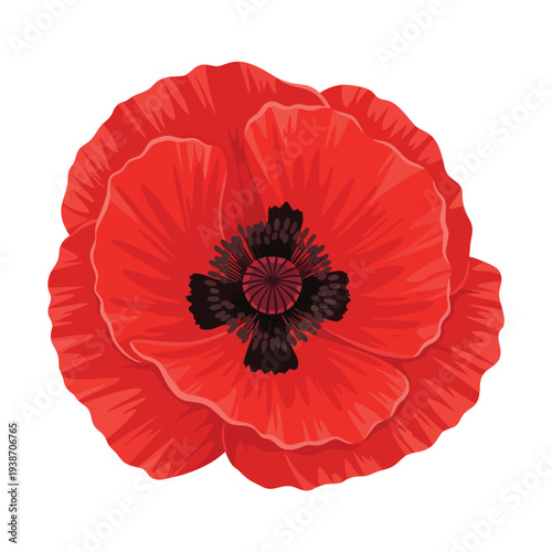 Vibrant Red Poppy Flower in Full Bloom for Botanical and Floral Design