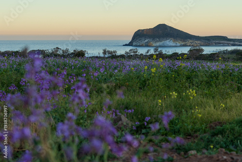 Wildflower field at sunset overlooking the coast in Cabo de Gata, Almería