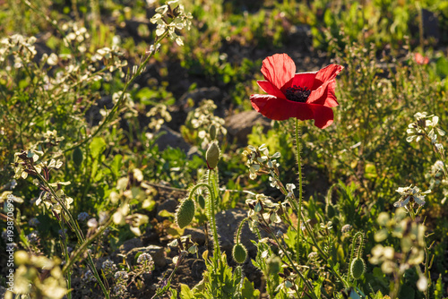 Red poppy blooming among wildflowers in a sunlit natural meadow