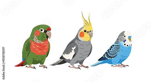 Three distinct, colorful pet birds, specifically a green cheek conure, a cockatiel, and a blue budgerigar, are neatly aligned on a pristine white background.