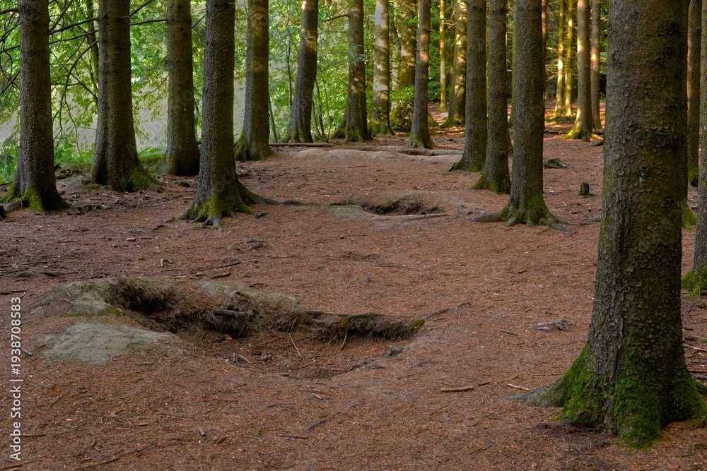 Obraz premium Jack's Woods (Bois Jacques), Belgium.. World War II foxholes. Made famous by the TV series and book 