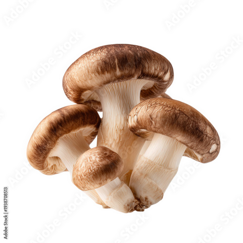 A cluster of fresh brown mushrooms isolated on transparent background