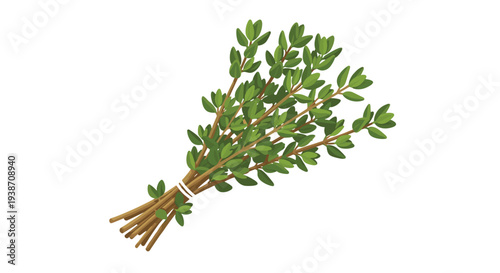 A fresh, green bundle of thyme branches, loosely tied and featuring small, rounded leaves, is casually arranged on a pristine white surface.