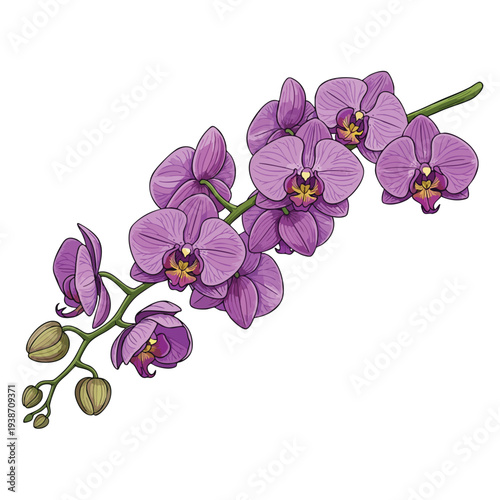 Vibrant Purple Orchid Flowers on White Background