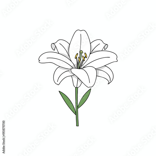 Elegant White Lily Bloom with Green Stem for Floral and Nature Themes