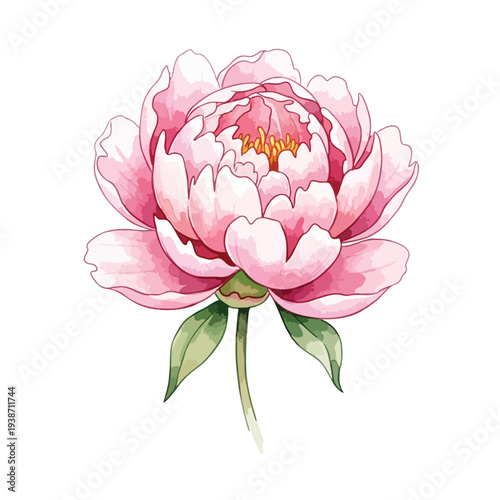 Delicate Pink Peony Blossom in Full Bloom Peaceful Floral Illustration