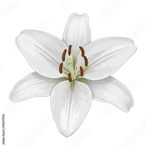 Beautiful White Lily Flower with Elegant Petals for Nature and Floral Designs