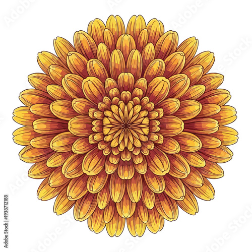 Close up of a Vibrant Bright Orange and Yellow Chrysanthemum Flower for Floral and Nature Themes