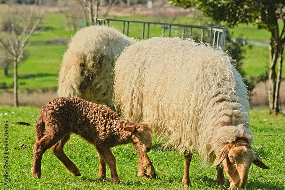 Fototapeta premium A peaceful scene of traditional livestock farming and country life, with lambs and sheep relaxing in the grass on a sunny day.
