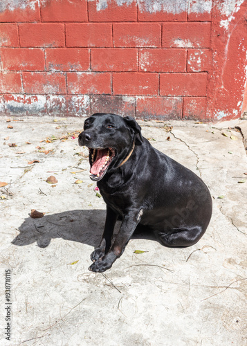 Tableau sur toile A black dog yawns with its mouth wide open, sitting comfortably on cracked groun