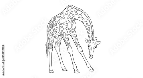 A minimalist vector illustration of a giraffe bending down to eat in a simple and elegant design style