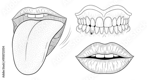 A detailed vector illustration of human mouth parts including tongue, teeth, and lips