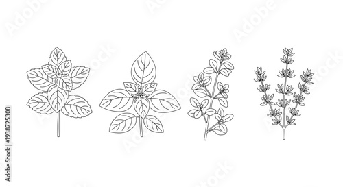 A minimalist vector illustration of four different plant species in a simple line art style