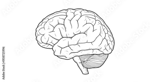 A detailed vector illustration of a human brain in a simple line art style