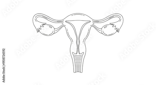 A detailed vector illustration of the female reproductive system, specifically the uterus and ovaries.