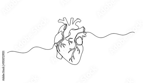 One continuous line drawing of anatomical human heart cardiology medical outline vector illustration