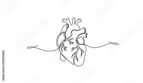 Minimal continuous line art human heart anatomy medical healthcare outline vector illustration
