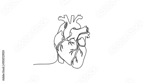 Continuous one line drawing of human anatomical heart minimalist medical line art vector illustration