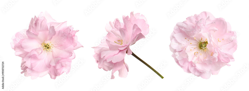 Obraz premium Spring blossom. Beautiful sakura flowers on white background, set