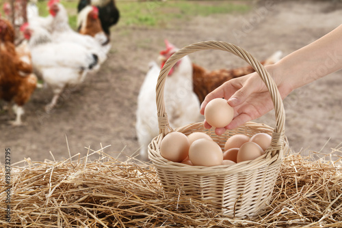 Woman taking egg from wicker basket at poultry yard, closeup
