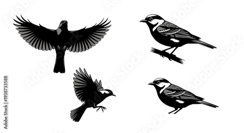 Birds in Various Poses and Flight.
