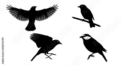 Black Silhouette Birds in Various Poses.