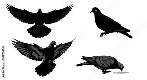 Pigeons in various flying positions silhouetted.