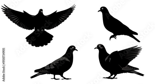 Pigeons in Various Flight Positions Silhouetted.