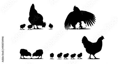 Silhouette Hens and Chicks Various Poses.
