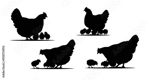 Silhouette Hens with Chicks Walking Freely.