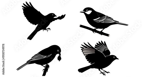 Silhouette of Birds in Various Poses.