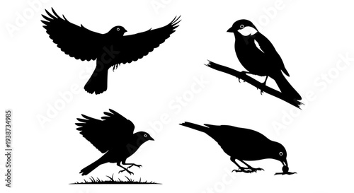 Silhouette of Birds in Various Positions.