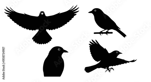 Silhouette of Birds in Various Poses.