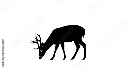 Silhouette of Deer with Antlers Grazing.