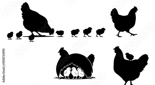 Silhouette of Hens with Chicks Feeding.