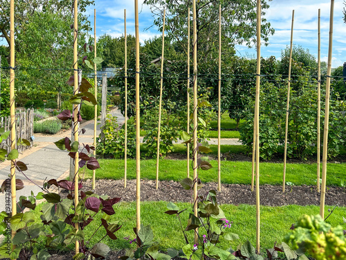 Fotografie Climbing beans growing on bamboo supports