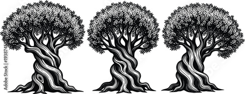 Ancient Olive Tree Silhouette Set with Twisted Trunks and Dense Foliage Vintage Nature Illustration for Mediterranean Landscape, Ecology and Organic Agriculture Design