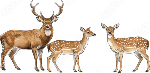 Deer Family Wildlife Illustration Featuring Stag with Antlers, Doe, and Fawn for Nature Design, Forest Animal Graphics, Hunting Themes, and Wildlife Education