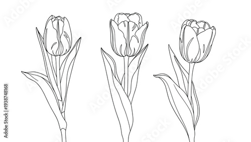 Elegant set of three hand-drawn tulip flowers with detailed petals and graceful stems, perfect for botanical illustrations and spring themes.