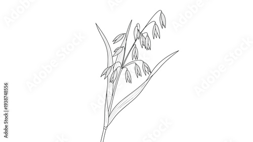 Detailed line art illustration of a single oat sprig with mature grains and leaves, perfect for natural food and agricultural themes.