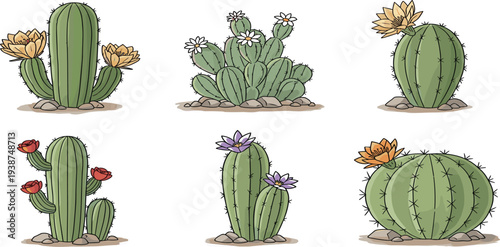 Hand Drawn Cactus Collection with Desert Succulent Plants and Blooming Flowers for Botanical Illustration, Nature Design Elements, Southwestern Decor, and Garden Vector Graphics